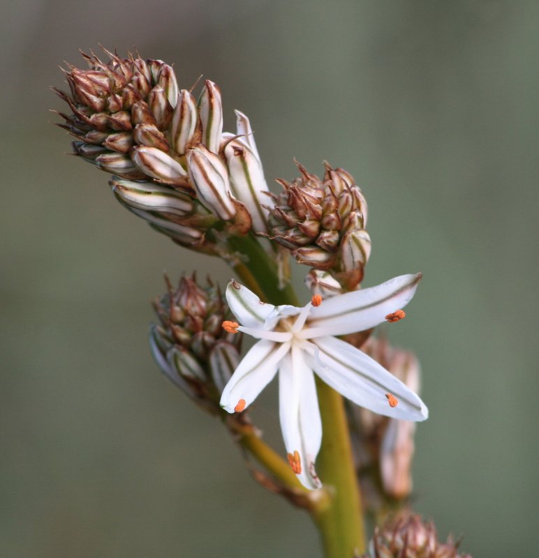 Asphodelus aestivus/ramosus