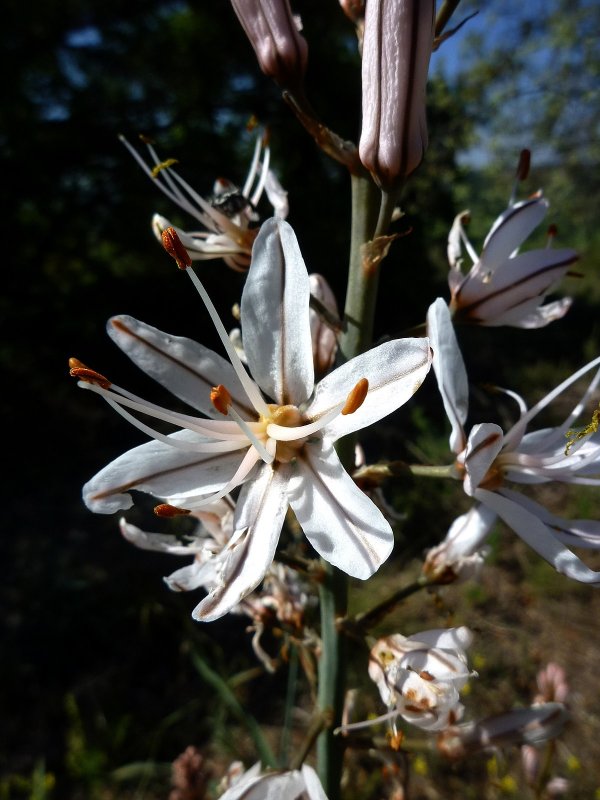 Асфодель Asphodelus Albus