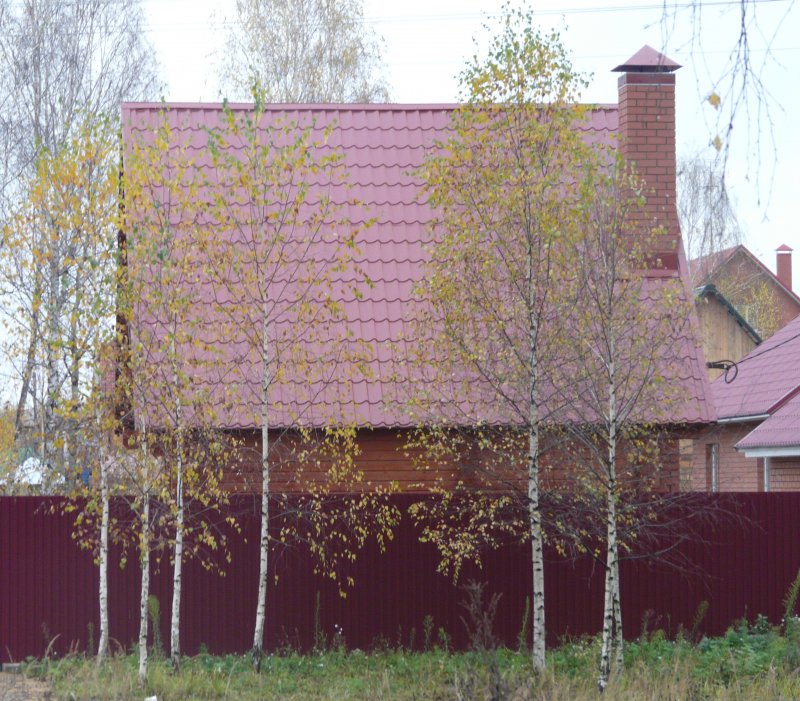 Береза на даче