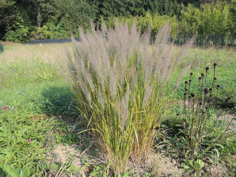Вейник Calamagrostis brachytricha