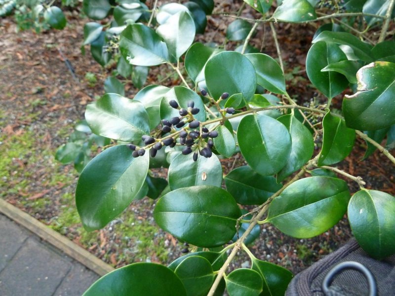 Бирючина обыкновенная (Ligustrum vulgaris