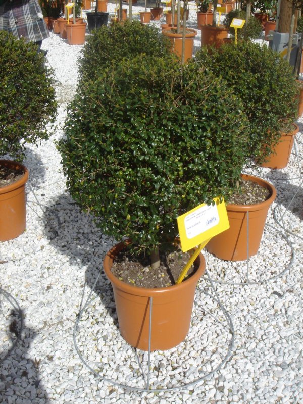 Ligustrum jonandrum