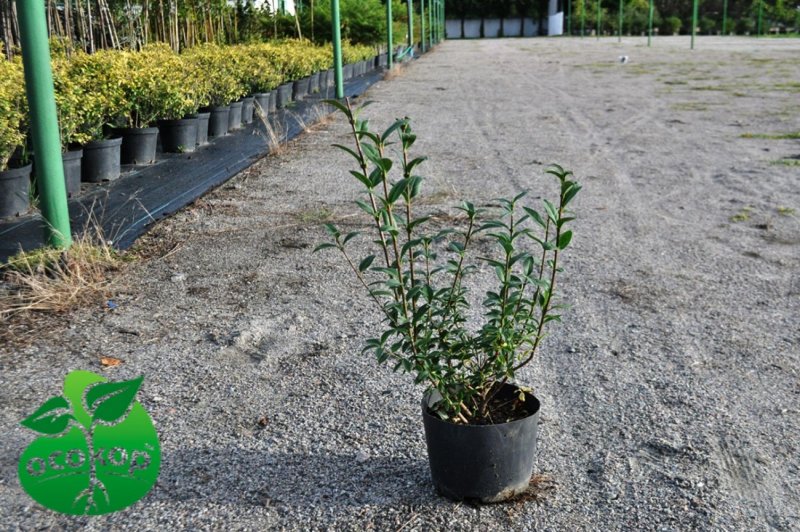 Ligustrum vulgare f.glaucum саженец