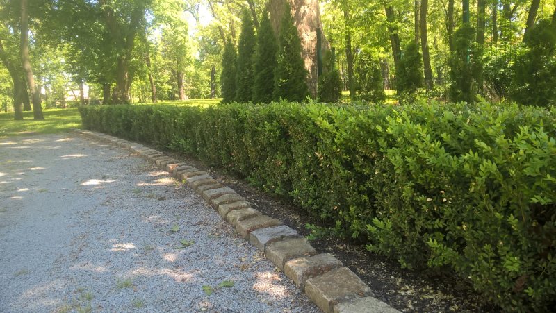 Сеянцы Ligustrum vulgare l.