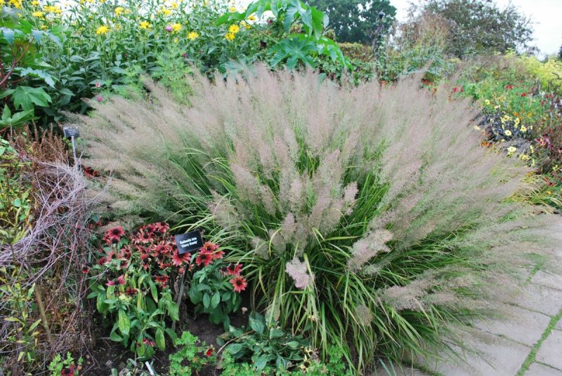 Вейник Calamagrostis brachytricha