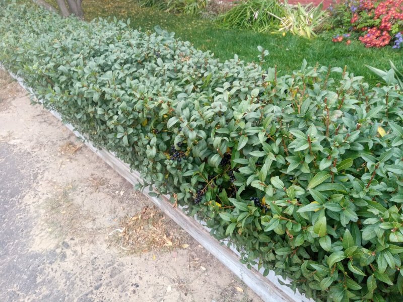 Ilex aquifolium Argenteomarginata