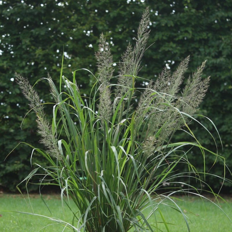 Вейник brachytricha