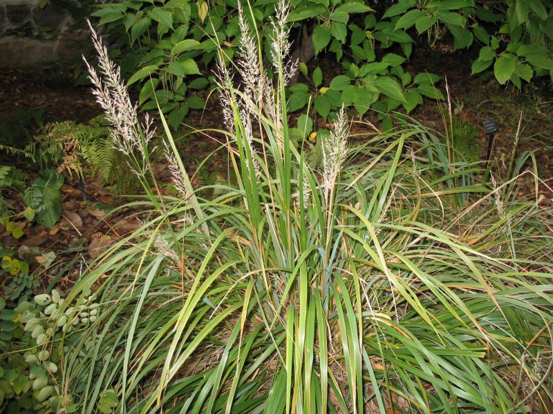 Calamagrostis arundinacea