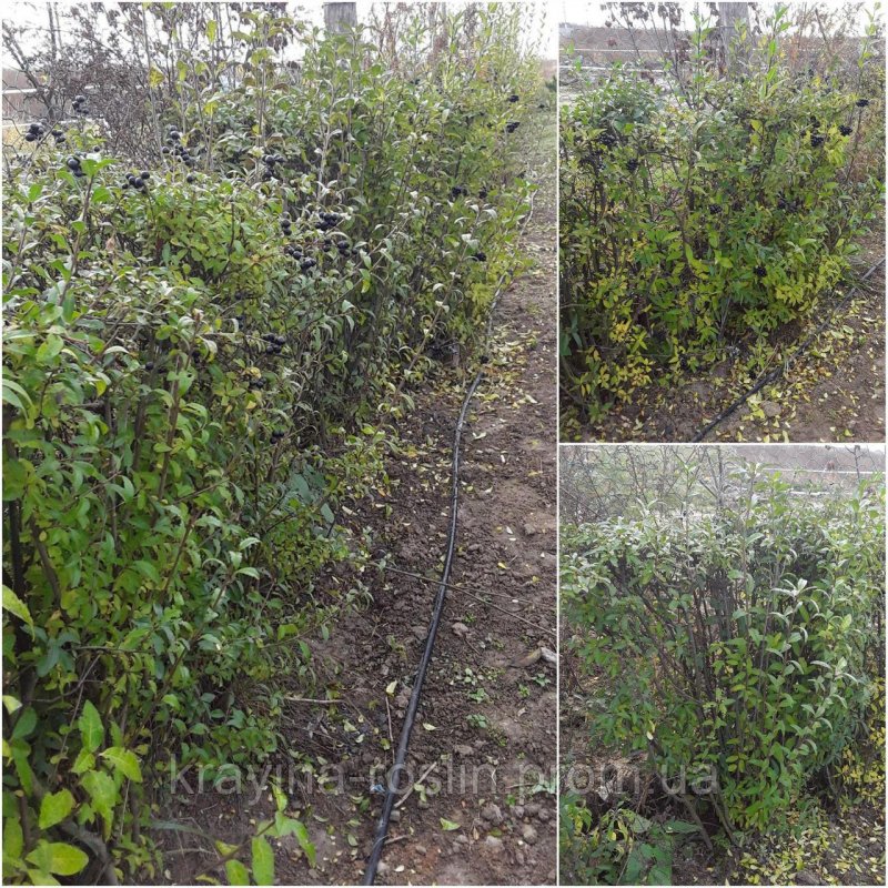 Ligustrum vulgare Постер