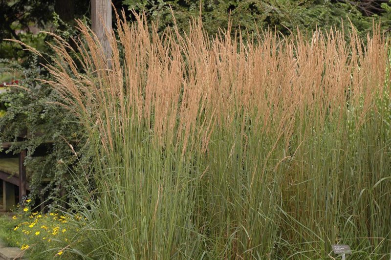 Calamagrostis acutiflora Overdam