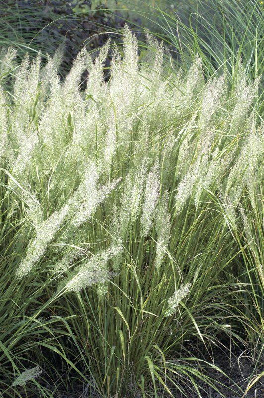 Вейник коротковолосистый (Calamagrostis arundinacea var. Brachytricha)