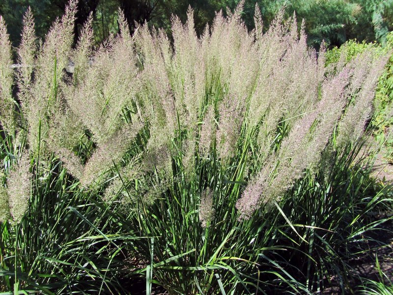 Вейник brachytricha