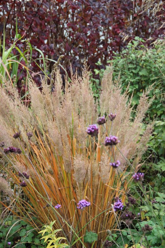 Вейник коротковолосистый brachytricha