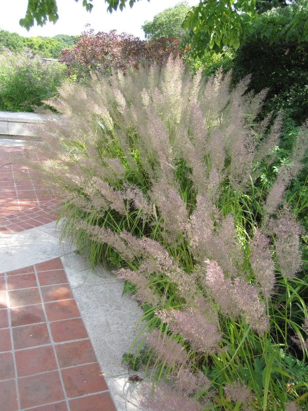 Вейник коротковолосистый (Calamagrostis arundinacea var. Brachytricha)