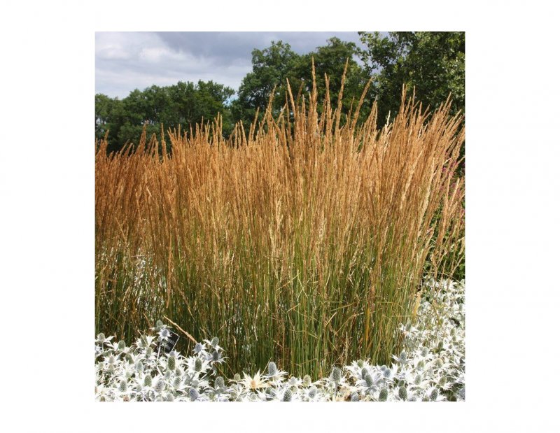 Calamagrostis neglecta
