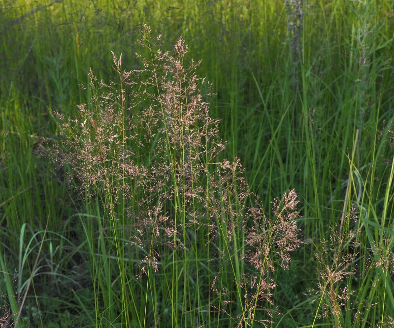 Вейник остроцветковый ‘Карл Форстер’ (Calamagrostis acutiflora ‘Karl Foerster’)