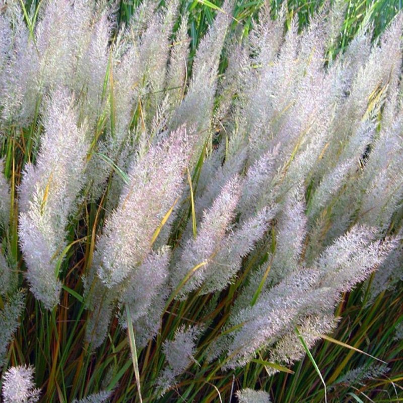 Вейник (Calamagrostis brachytricha) 2/3 n