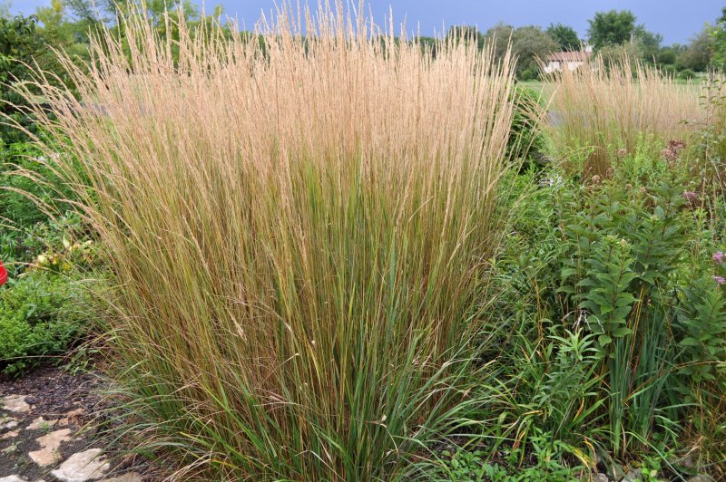 Вейник тростниковидный Calamagrostis arundinacea