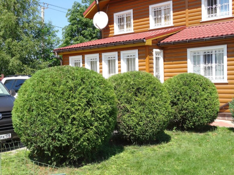 Ель голубая; туя колоновидная