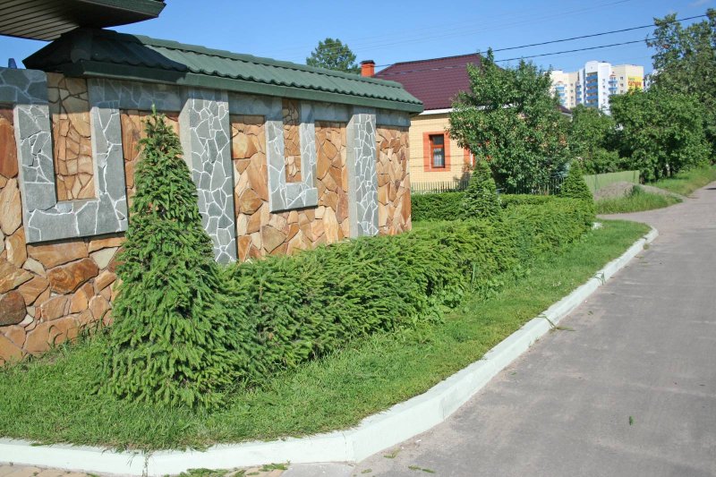 Карагана Живая изгородь