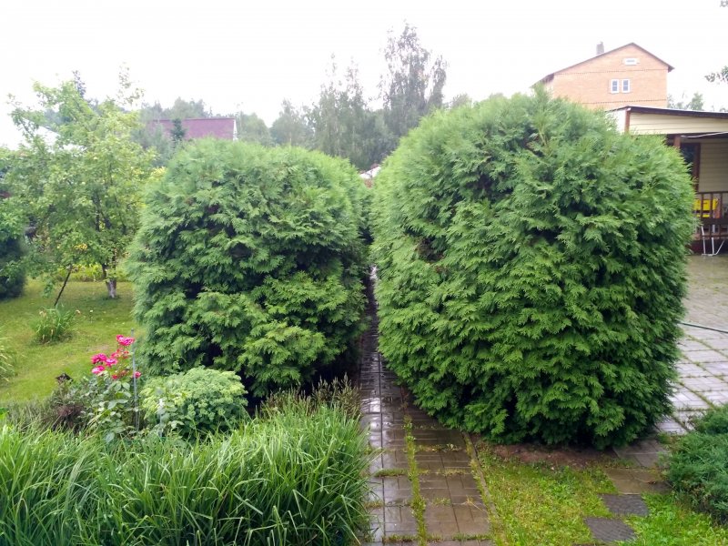 Туя Западная Даника