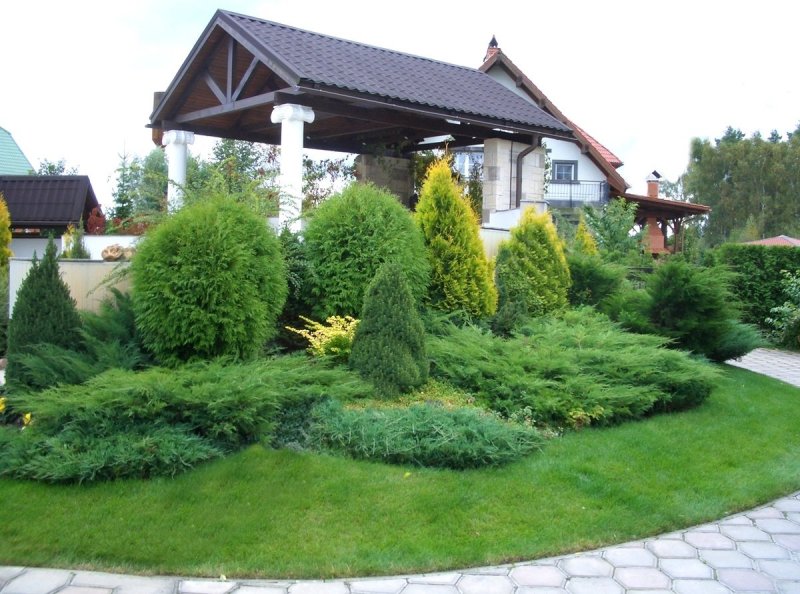 Кудасова хвойники