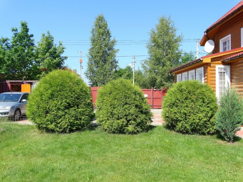 Можжевельник Блю Эрроу вдоль забора