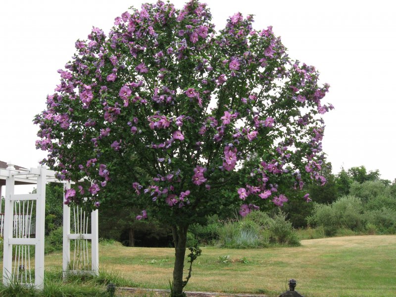 Hardy Hibiscus