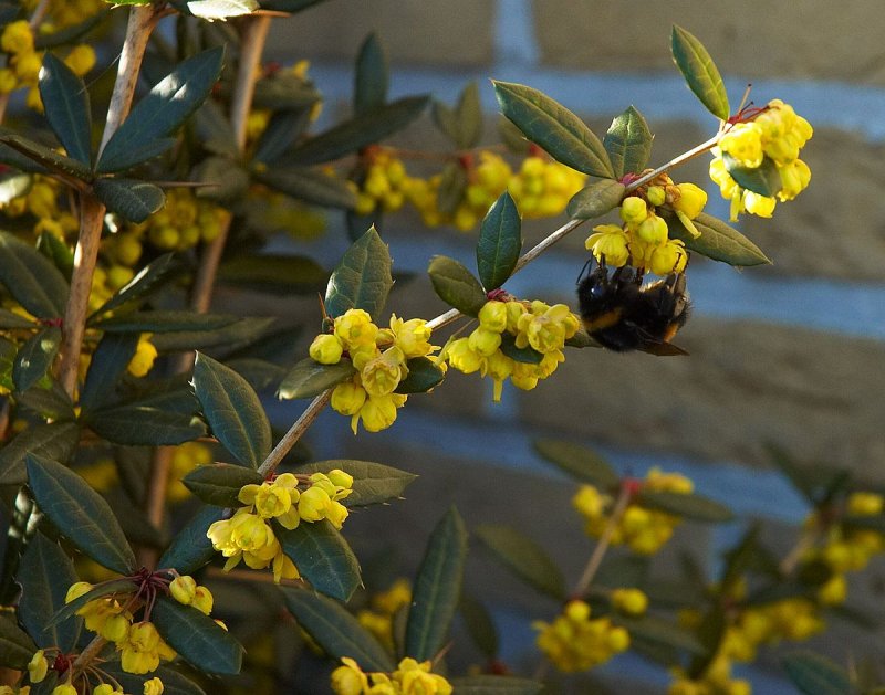 Berberis julianae