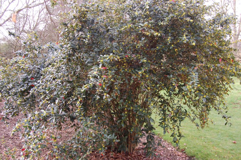 Барбарис Юлиана – Berberis Juliana c. k. Schneid.