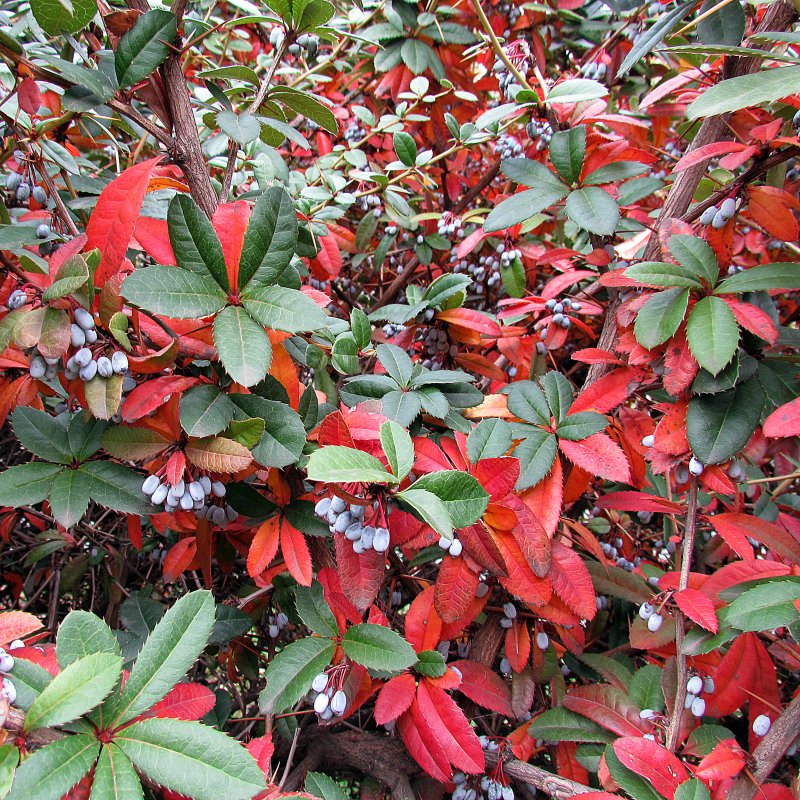 Барбарис Юлиана – Berberis Juliana c. k. Schneid.