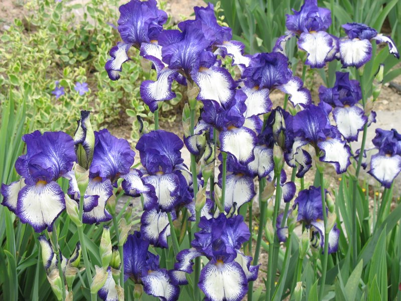 Iris Blue Tropical
