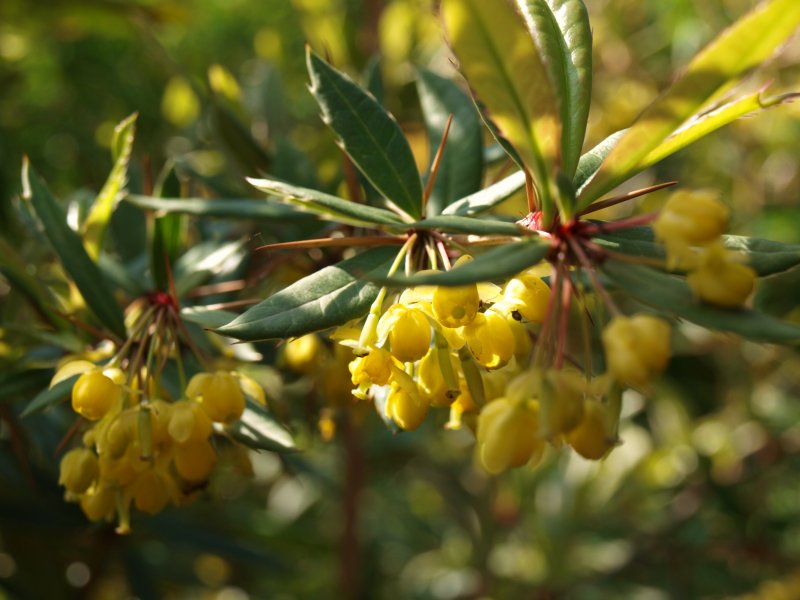 Барбарис Юлиана Berberis julianae