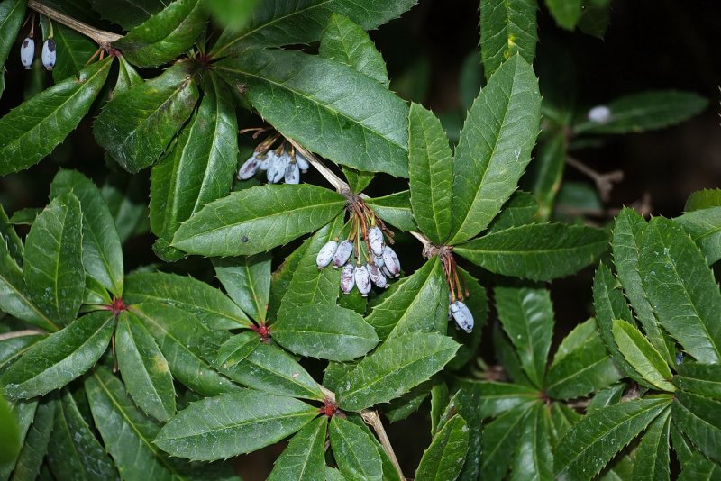 Барбарис Юлиана Berberis julianae