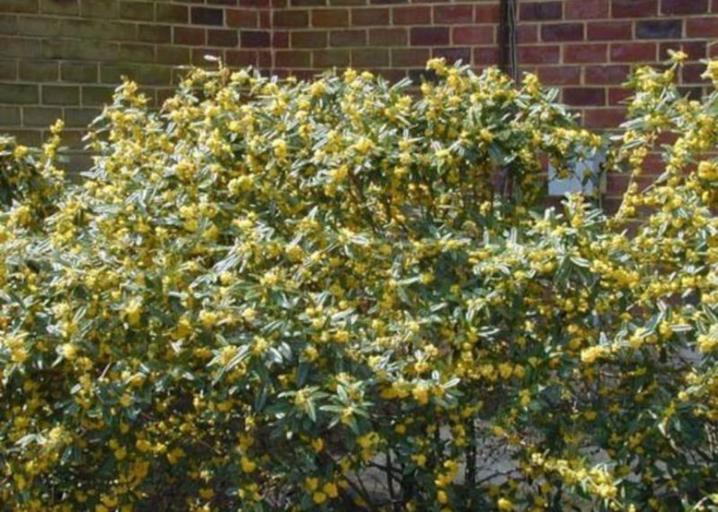 Барбарис Юлиана – Berberis Juliana c. k. Schneid.
