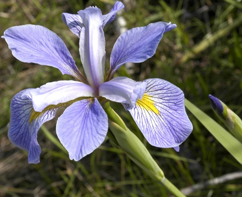 Iris Blanc