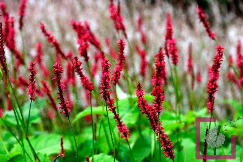 Горец свечевидный "fat Domino" (Persicaria amplexicaulis)