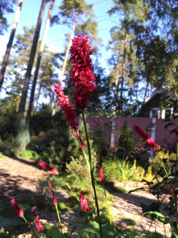 Персикария (Persicaria)