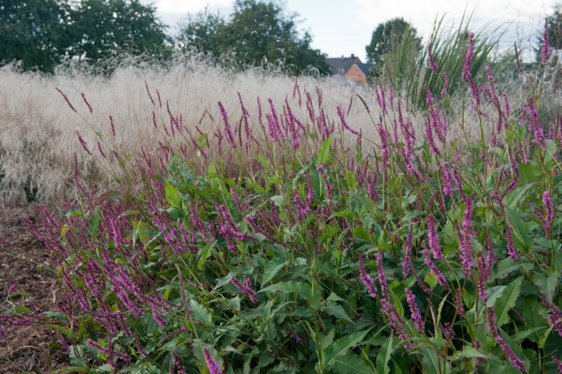 Горец стеблеобъемлющий (Persicaria amplexicaulis)