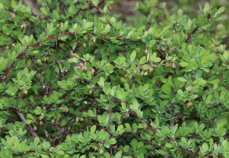 Berberis julianae
