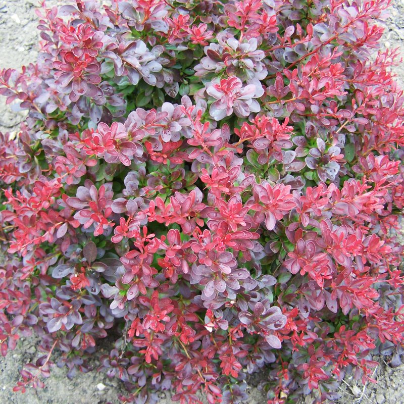 Барбарис Тунберга Atropurpurea