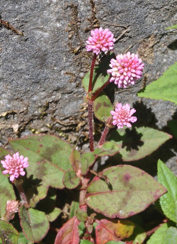 Горец Восточный — Polygonum orientale