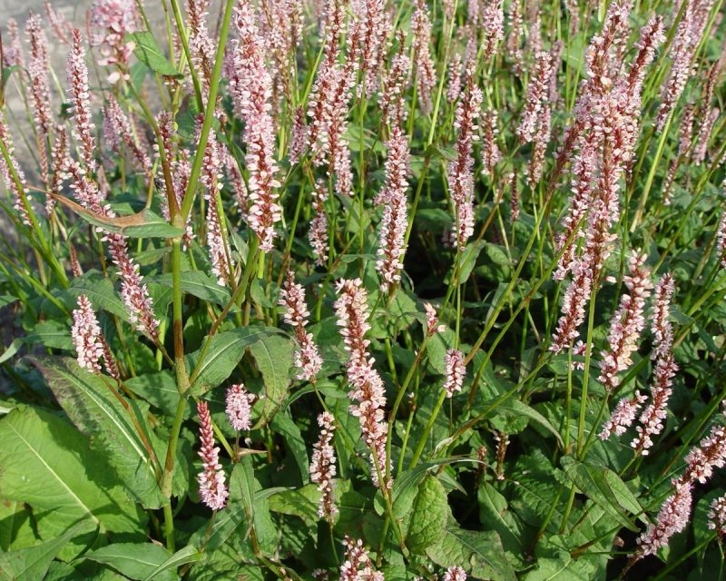 Горец стеблеобъемлющий "Persicaria"