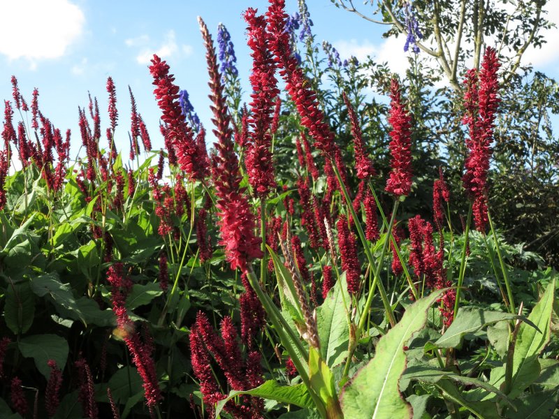 Persicaria amplexicaulis 'atrosanguinea'