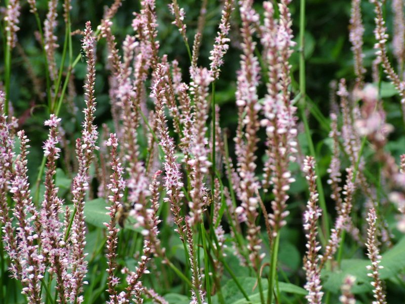 Persicaria ’Firetail’