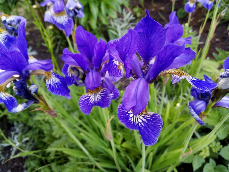 Ирис Iris versicolor