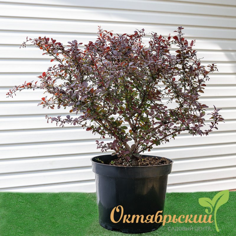 Барбарис Тунберга (Berberis thunbergii Golden Ring