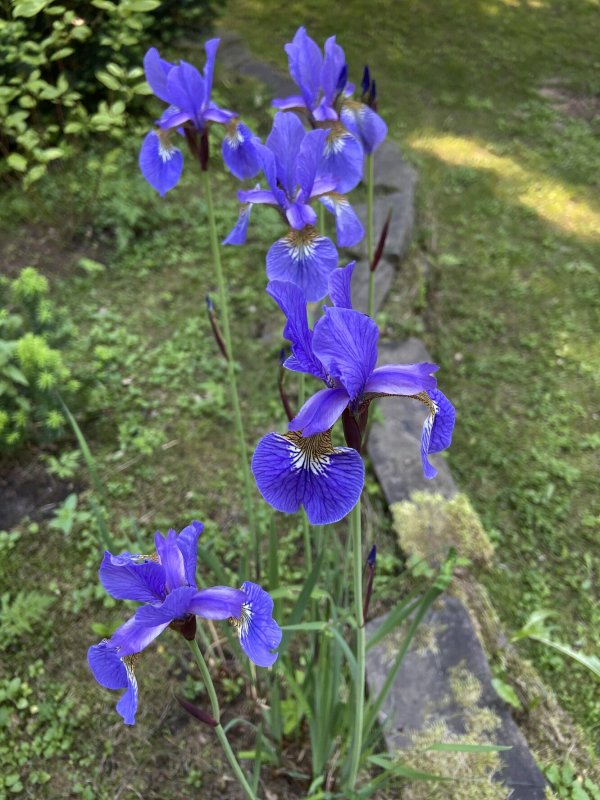 Olga Flowers SERP .купить Лили