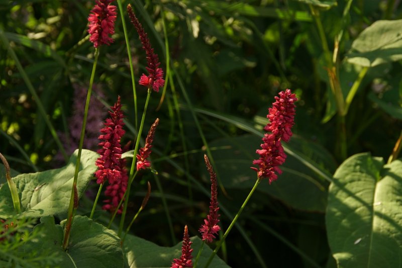 Горец стеблеобъемлющий (Persicaria amplexicaulis)