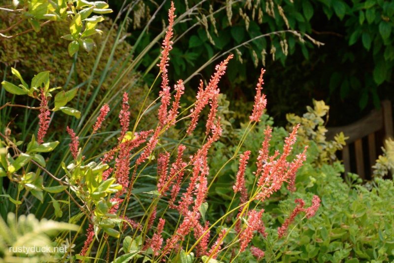 Горец "Orange field" (Persicaria)